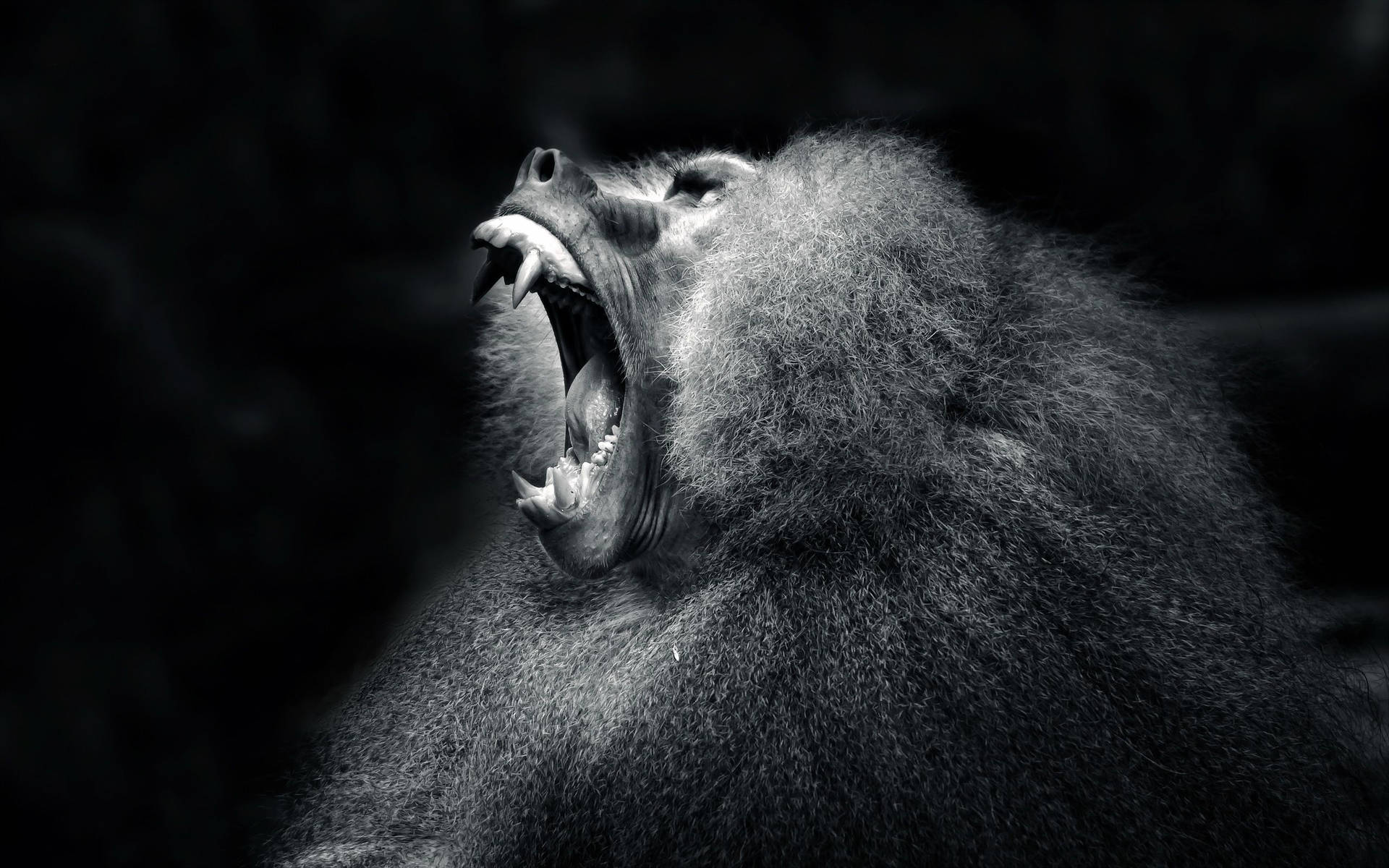 Black Monkey Wide Roar Background