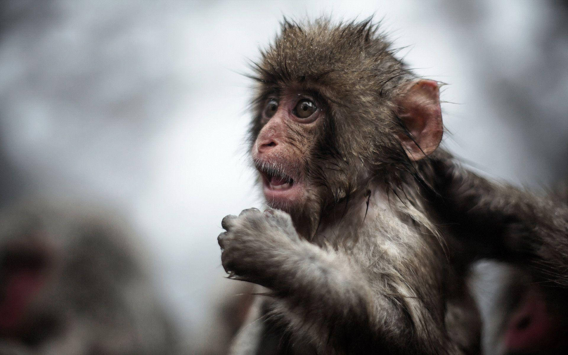 Black Monkey With Wet Fur