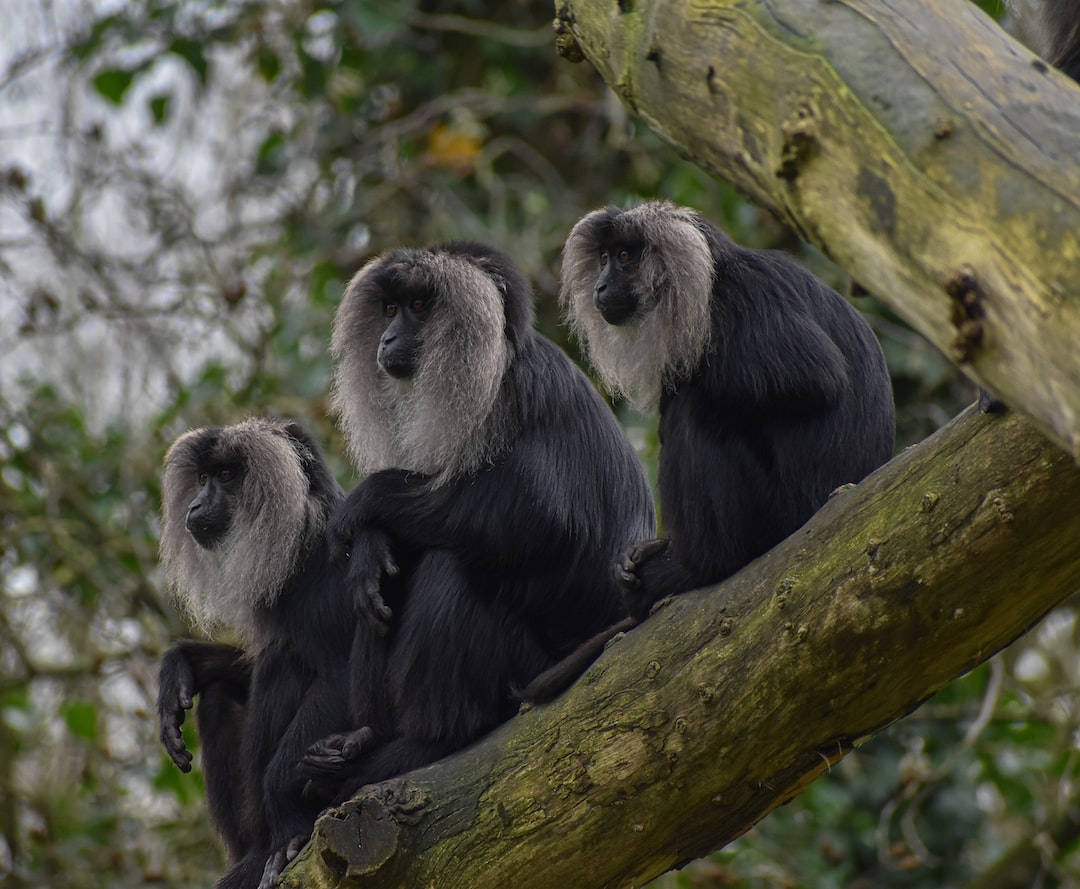 Black Monkey With White Hair Background