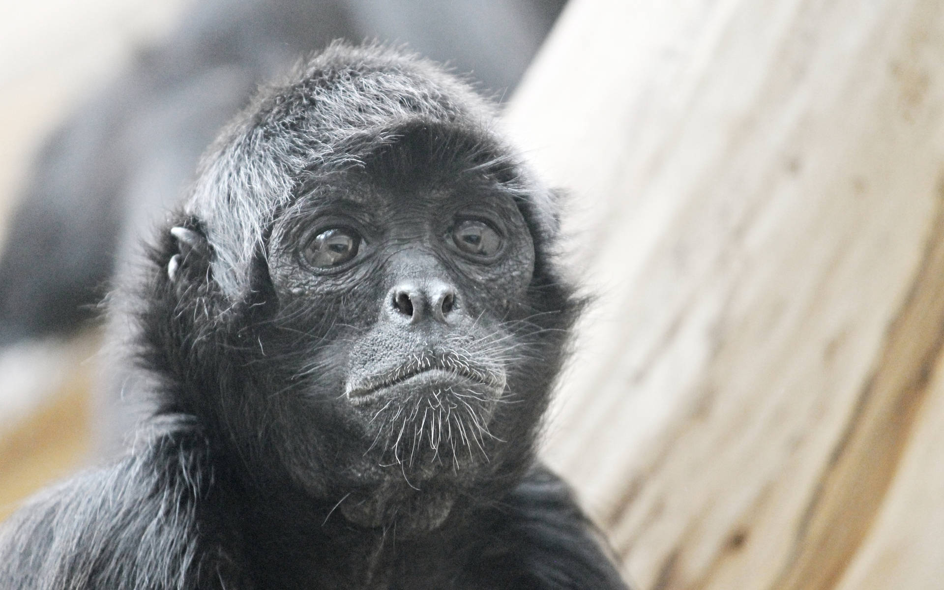 Black Monkey Young Glistening Eyes Background