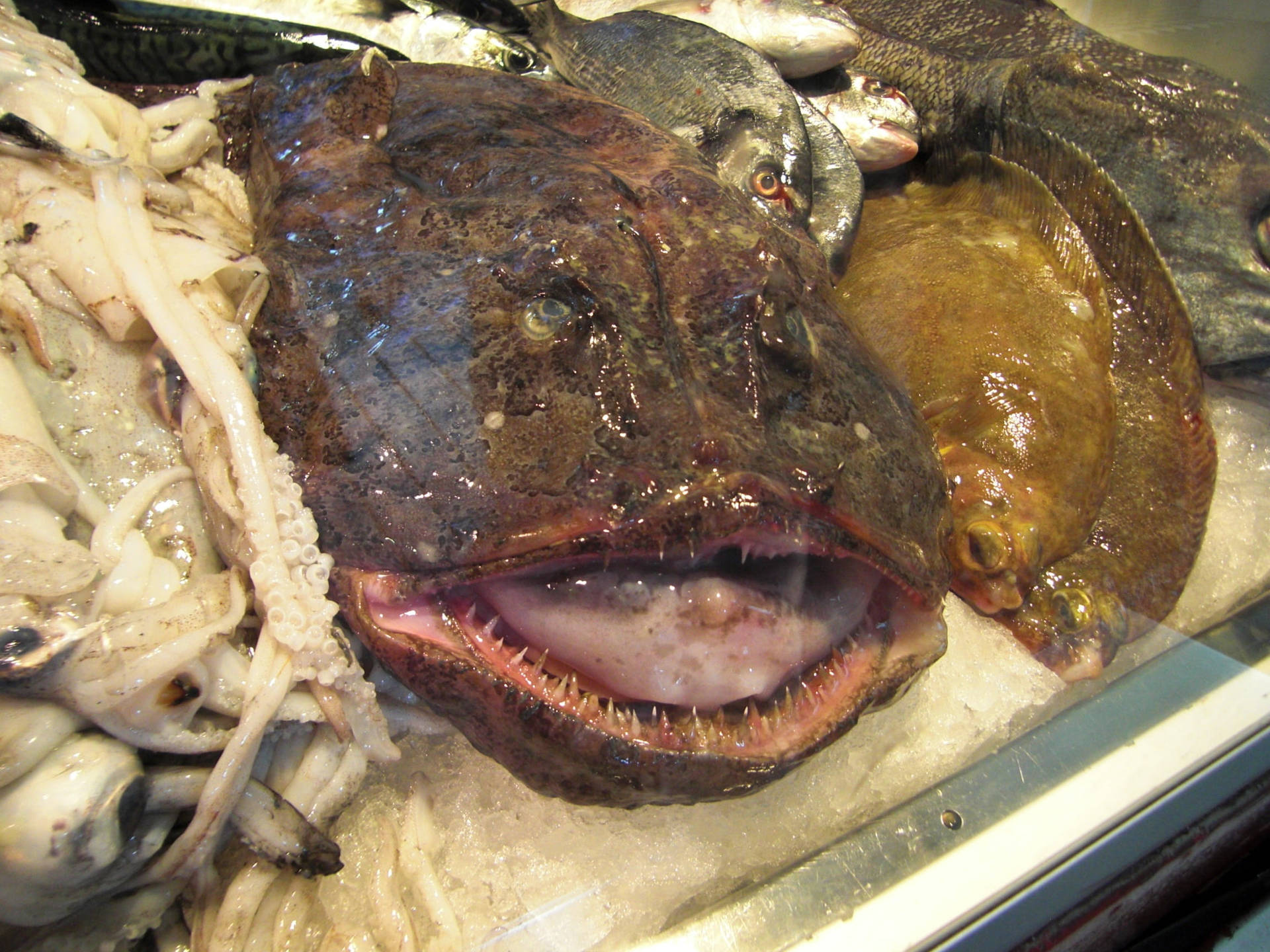 Black Monkfish Market Background