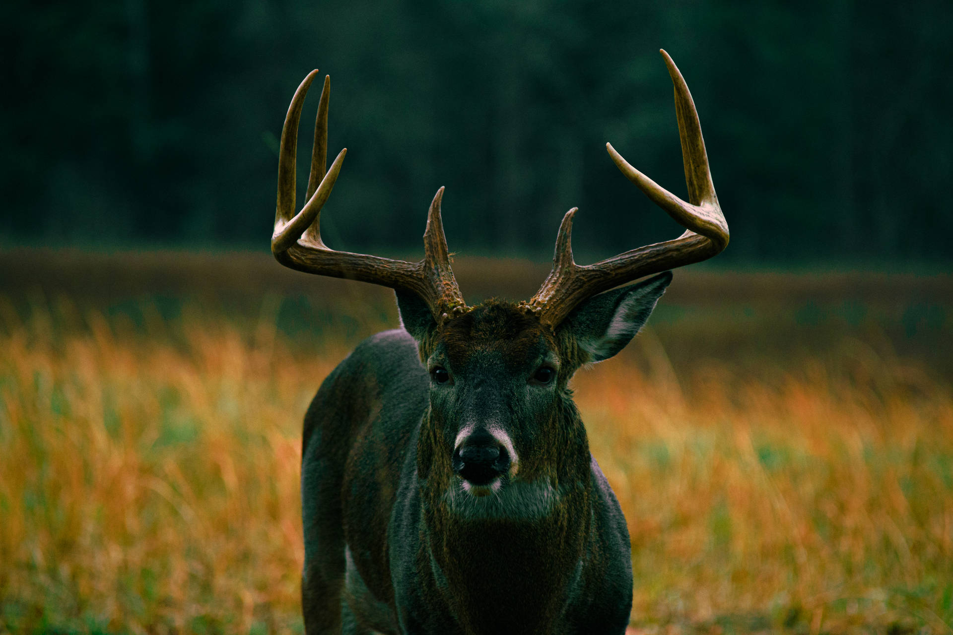 Black Moose On Grass Deer Hunting Background