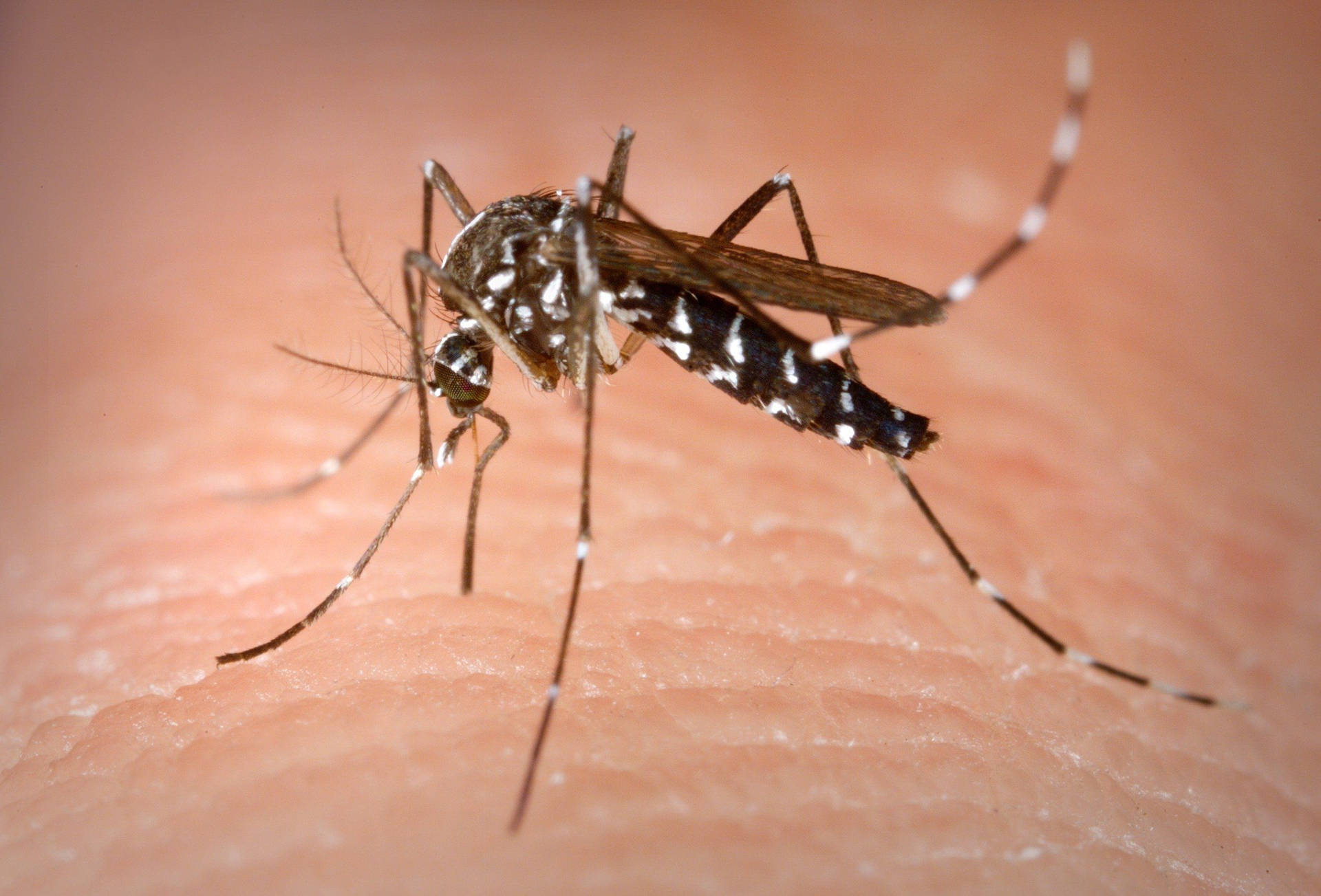 Black Mosquito With White Stripes Background