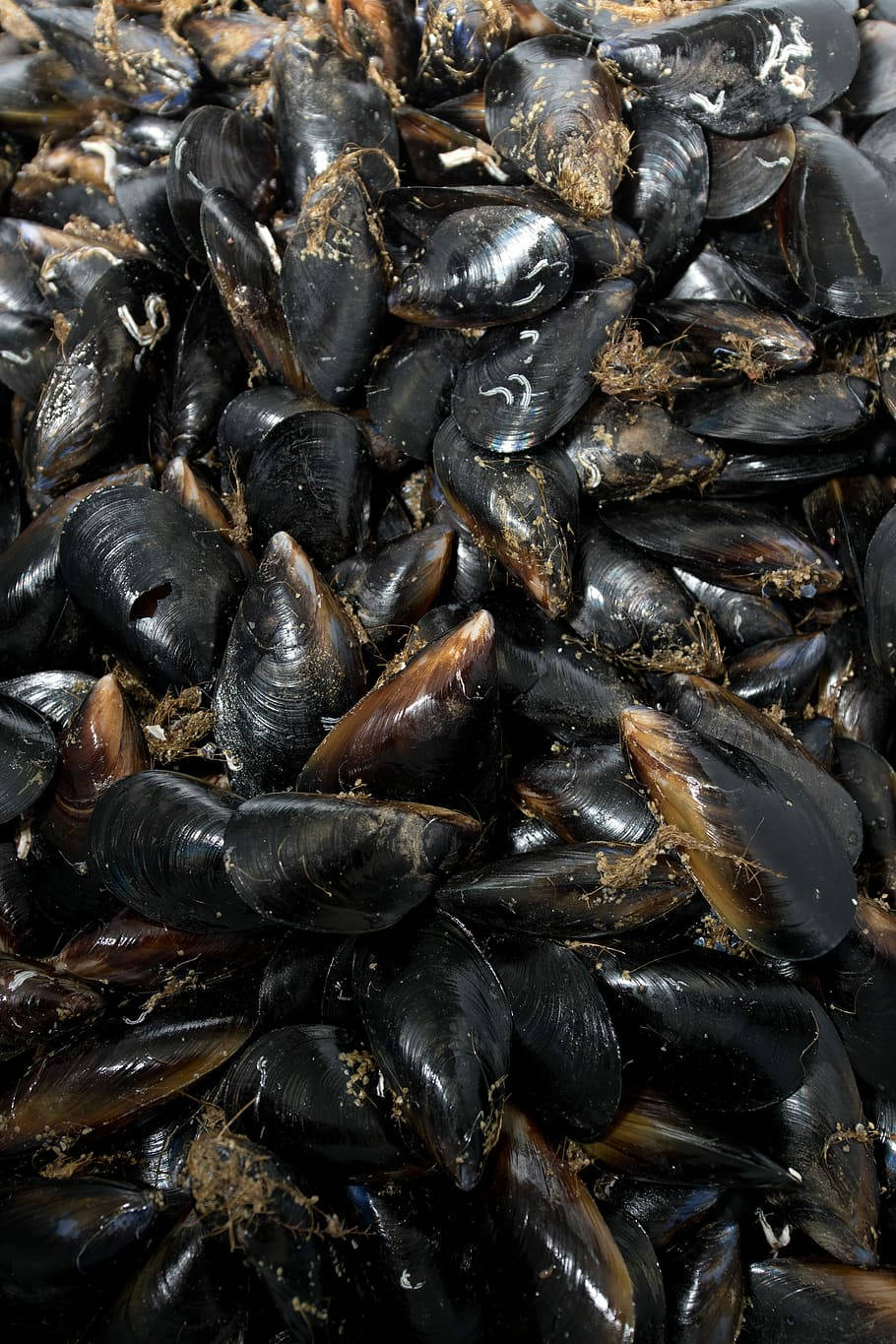 Black Mussel Freshwater Species Background