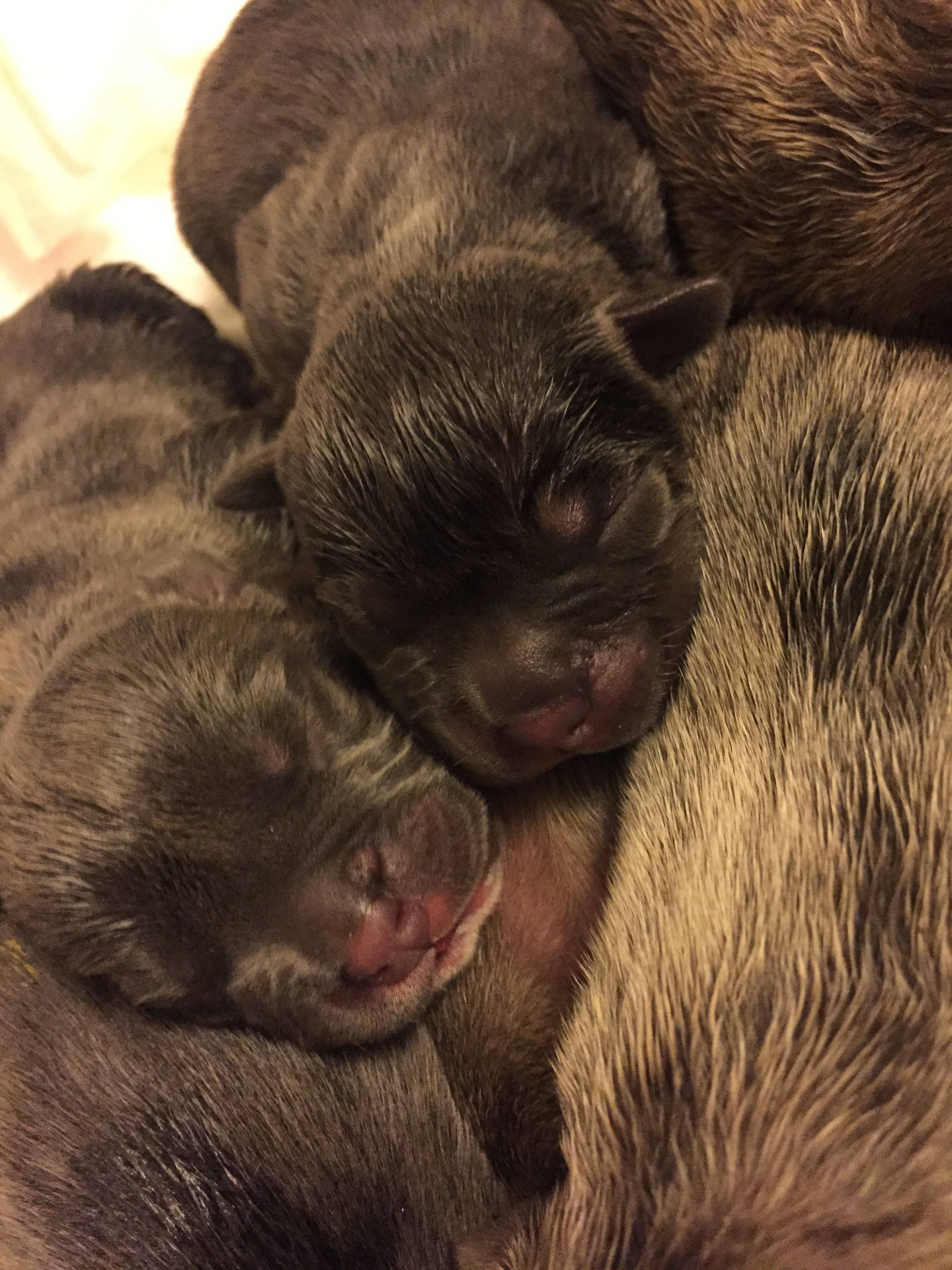 Black Newborn Pitbull Puppies Background