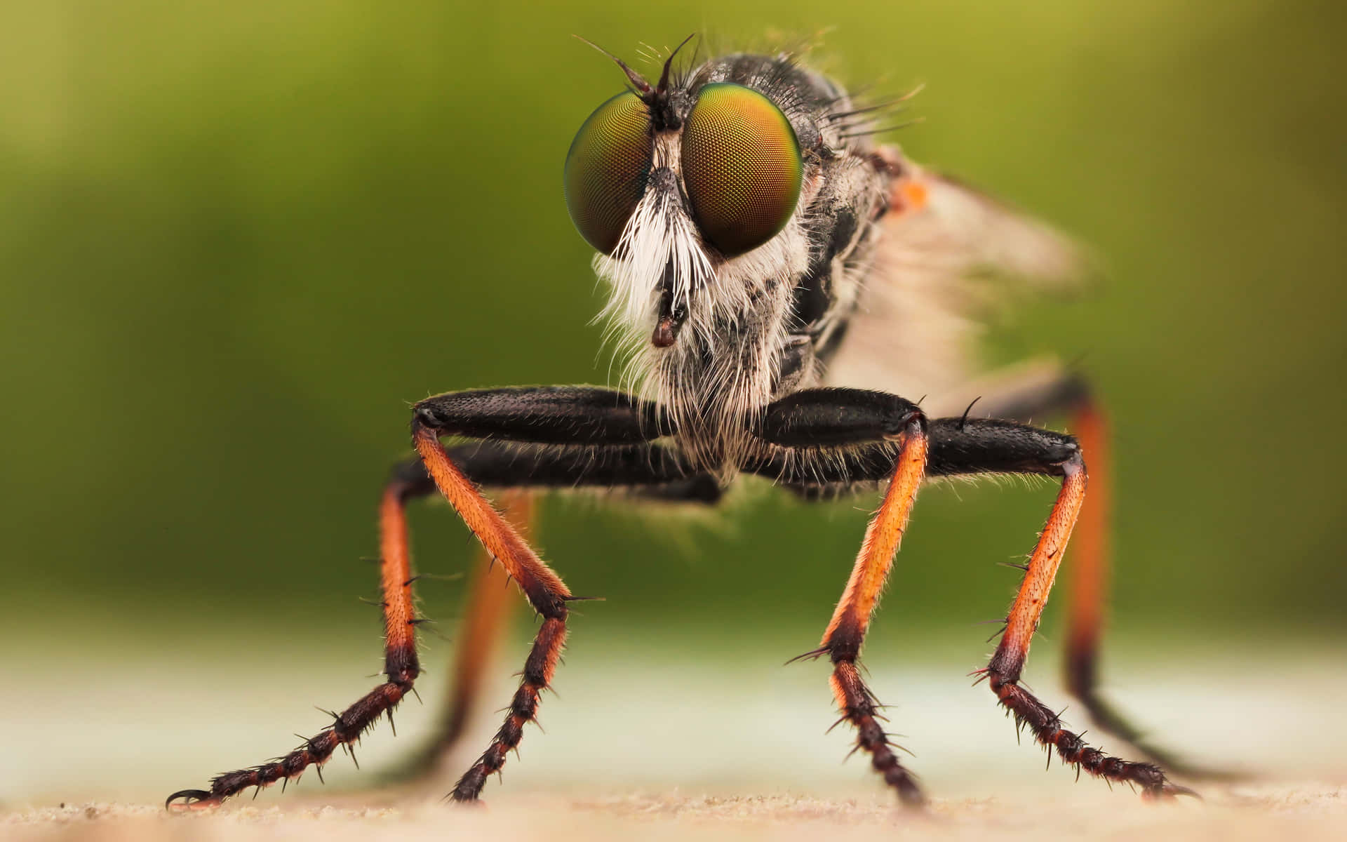 Black Orange Insects Background