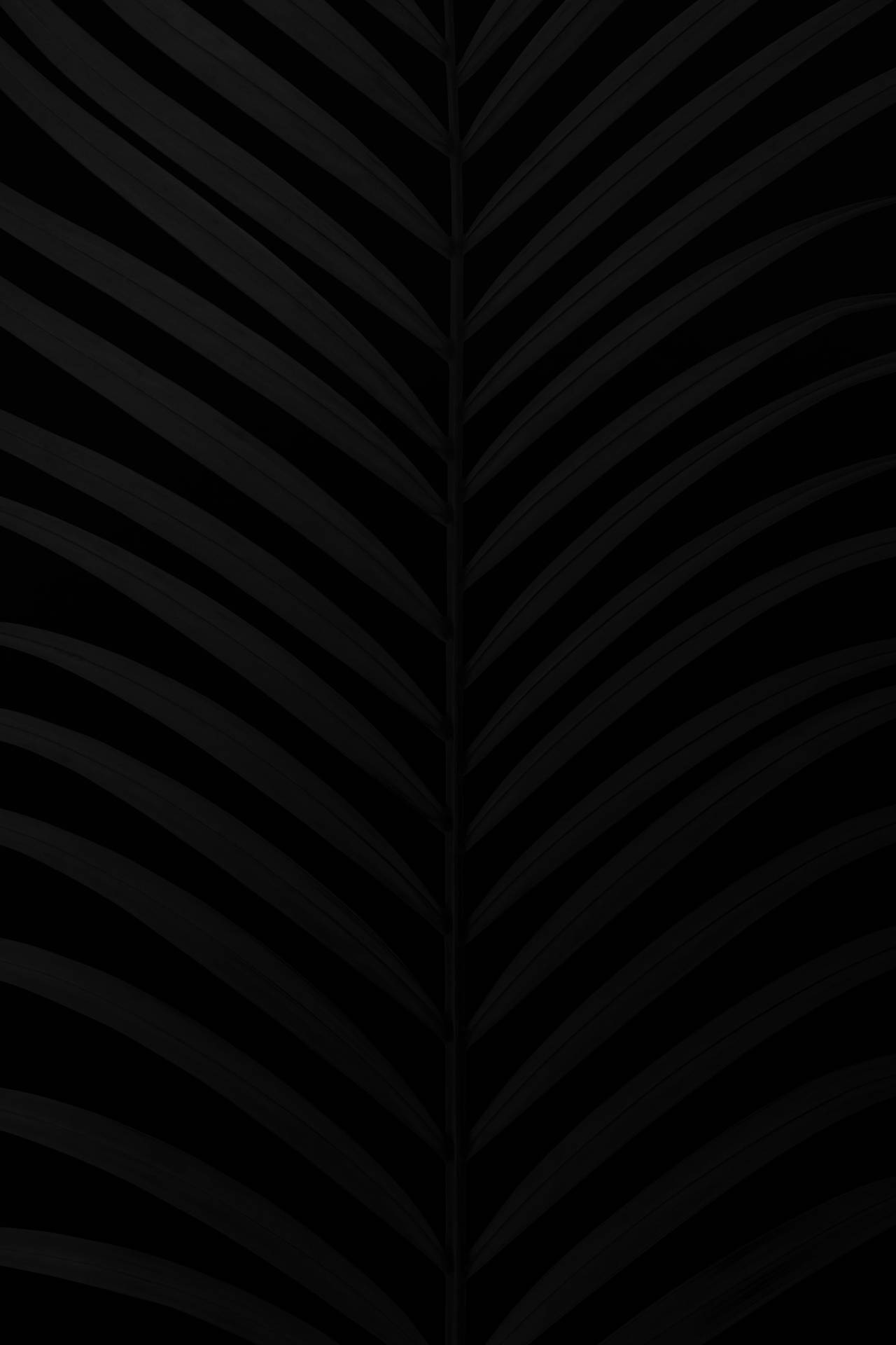 Black Palm Leaves Black Aesthetic Tumblr Iphone Background