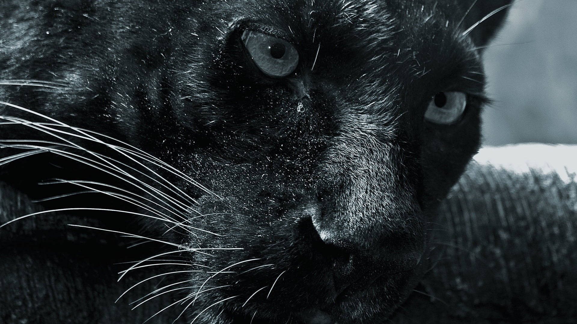 Black Panther Animal Black And White Background