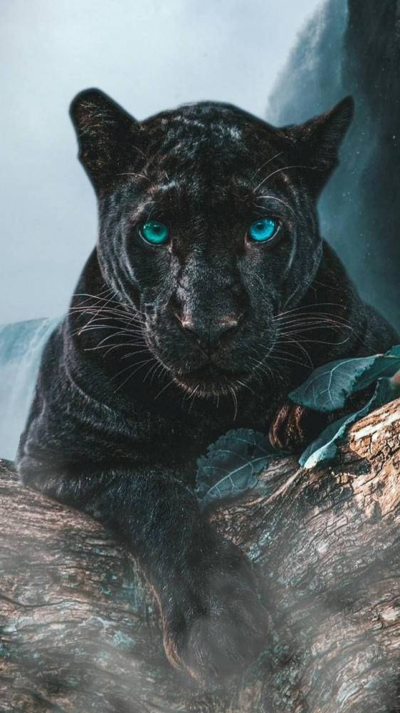Black Panther Animal Blue Eyes Background