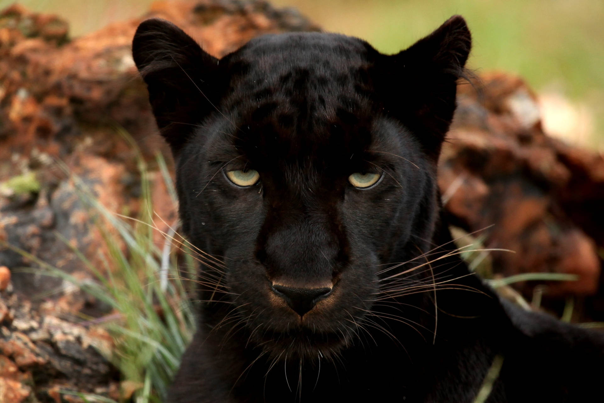 Black Panther Animal Bored Background