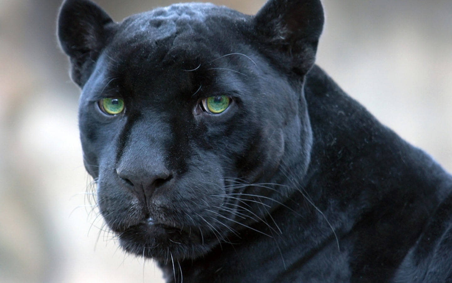 Black Panther Animal Close-up Background