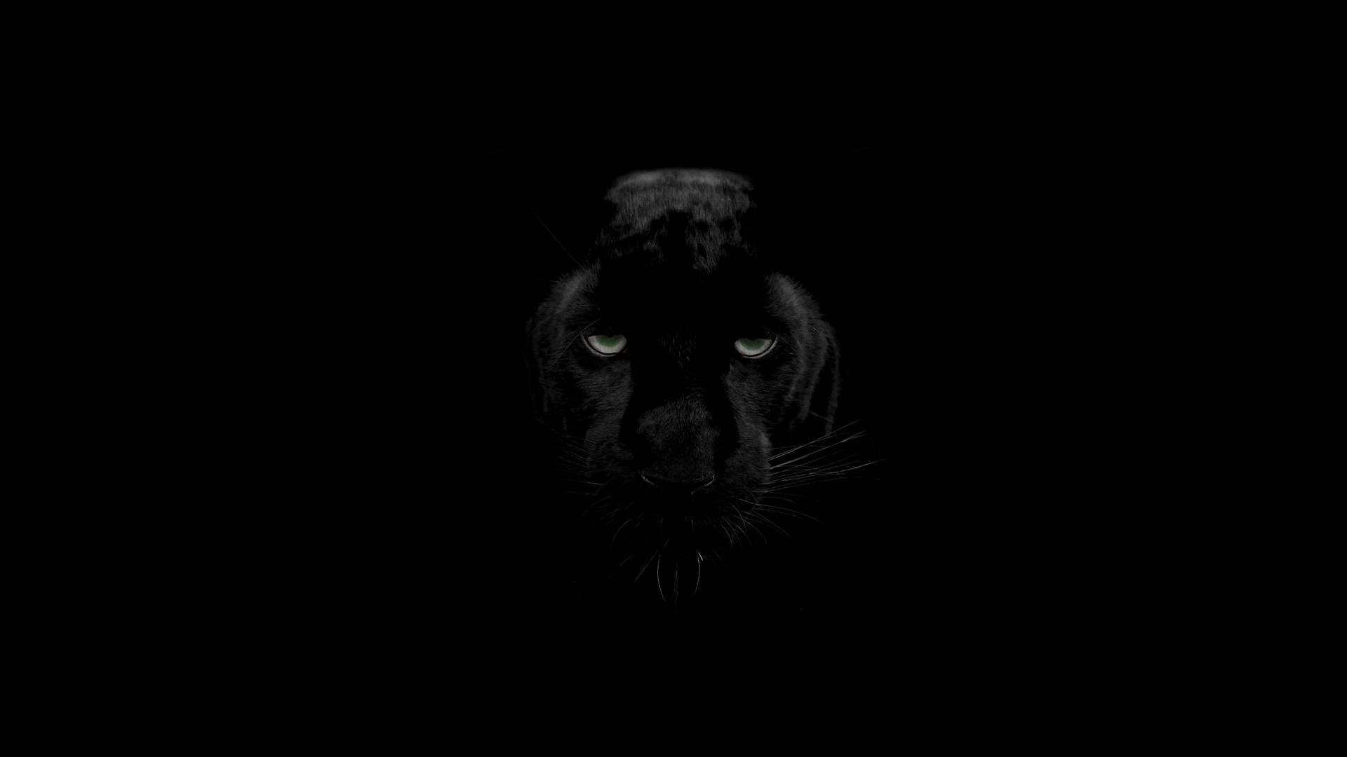 Black Panther Animal Dark Background