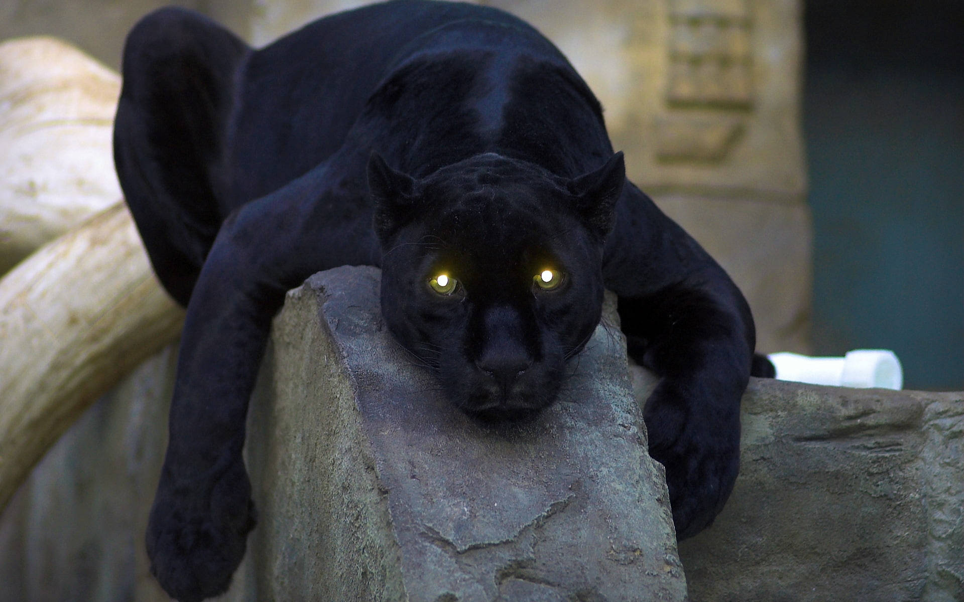 Black Panther Animal Glowing Eyes