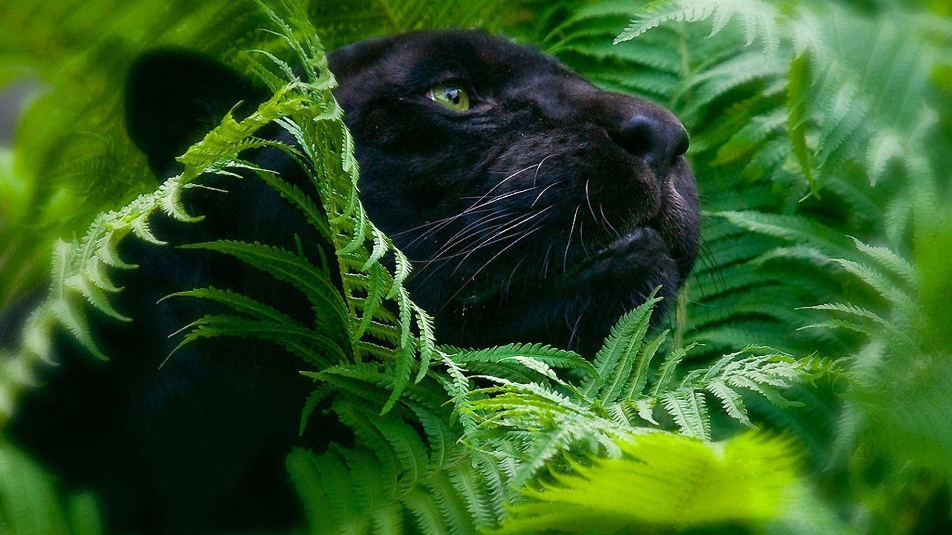 Black Panther Animal Hiding Background