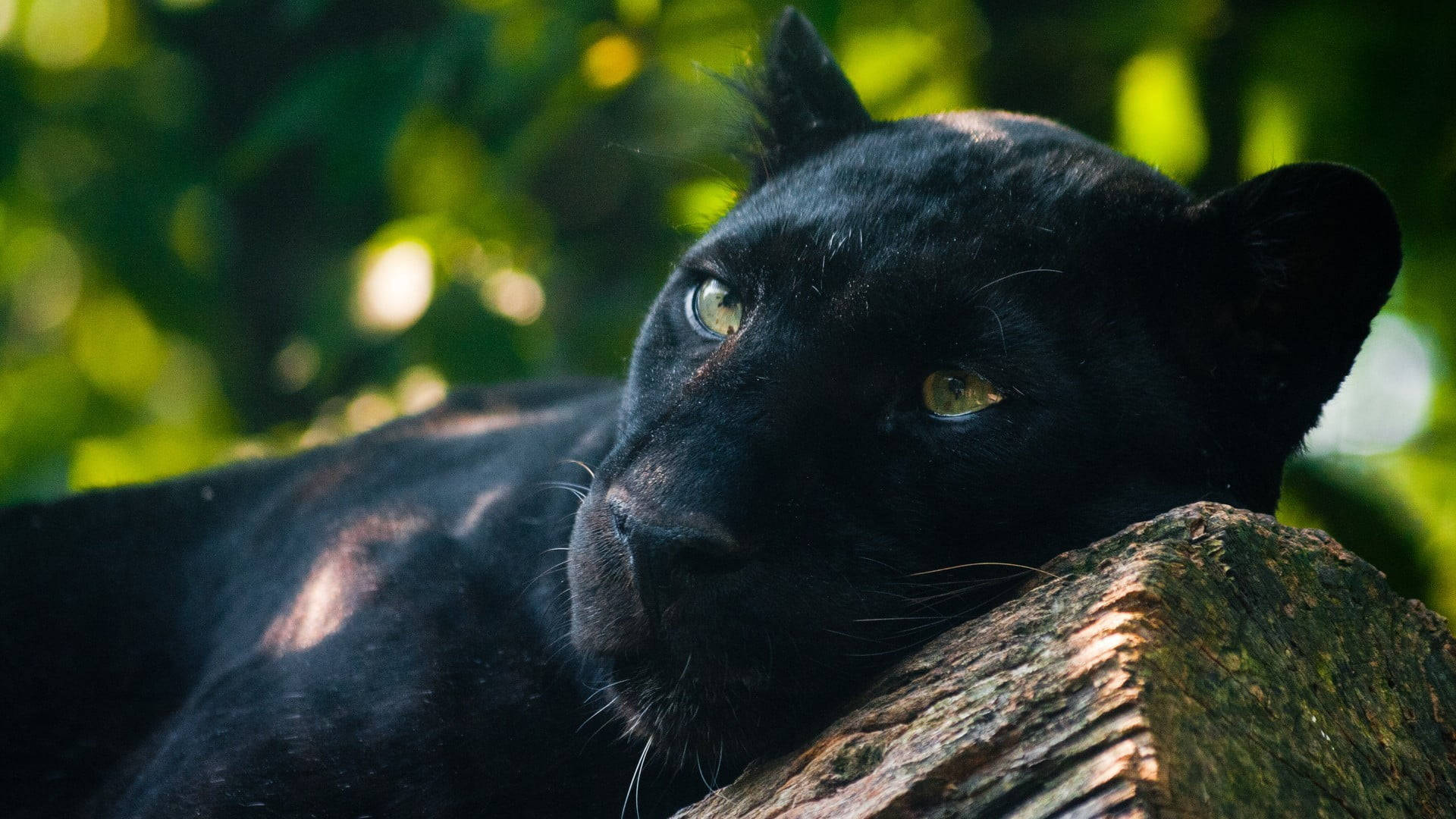 Black Panther Animal Hugs Trunk Background