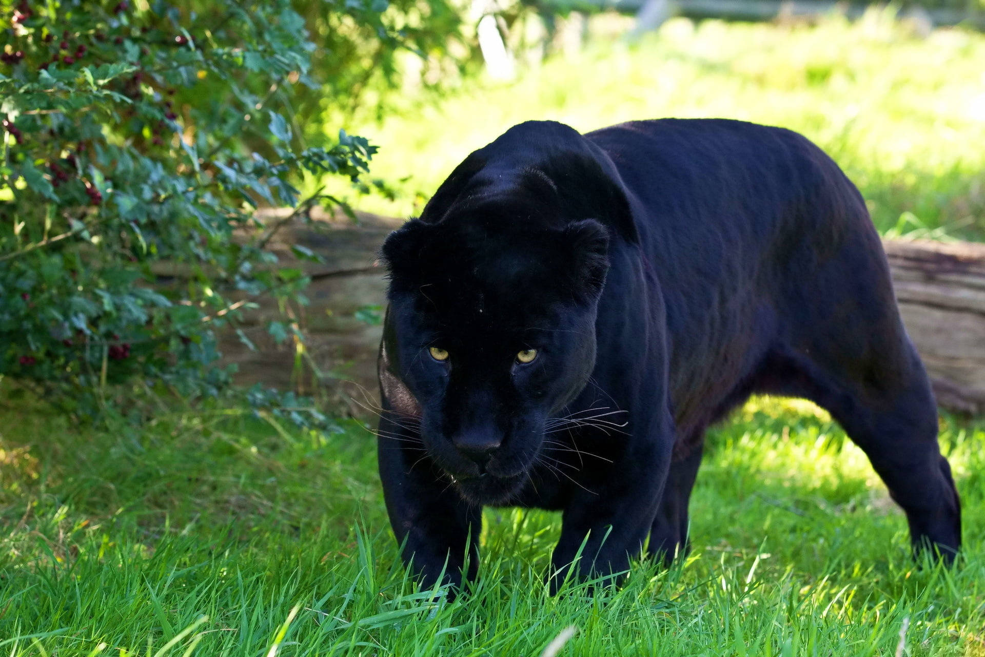 Black Panther Animal Hunt Day Background