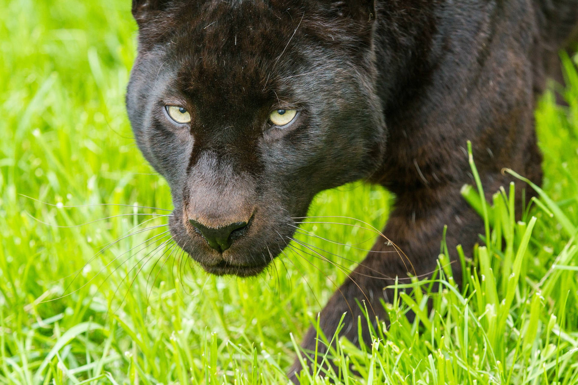 Black Panther Animal Hunting Background
