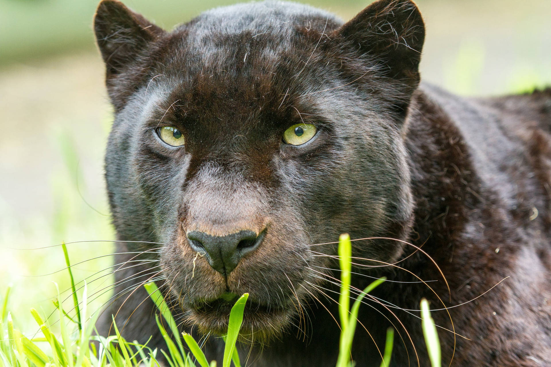 Black Panther Animal Intense Gaze Background