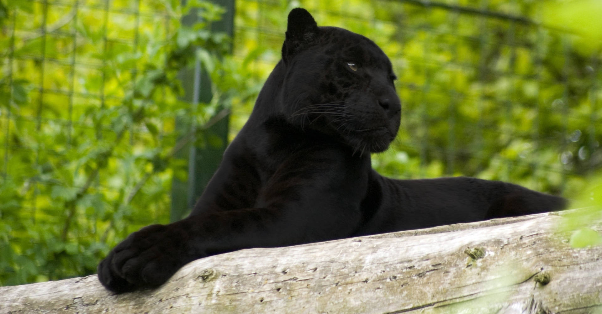 Black Panther Animal Lies Background