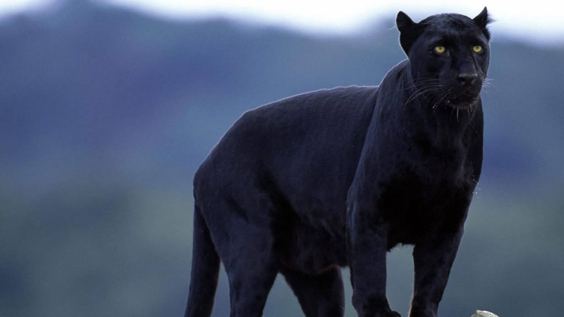 Black Panther Animal Observes Background