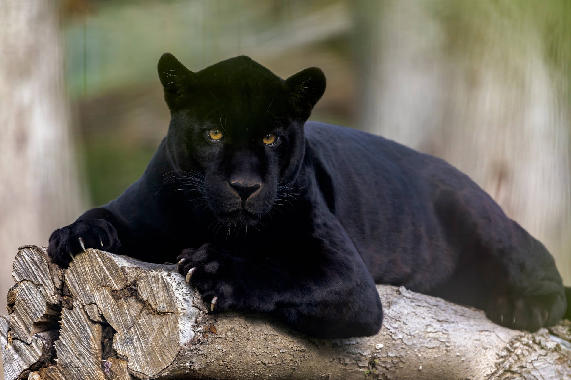 Black Panther Animal Relaxing