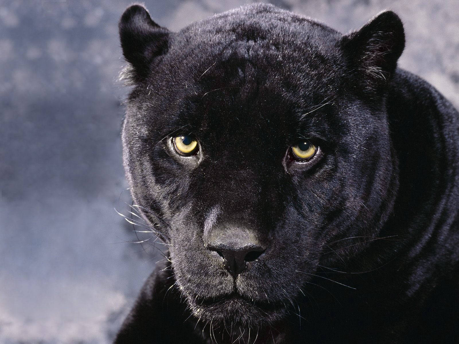 Black Panther Animal Serious Background
