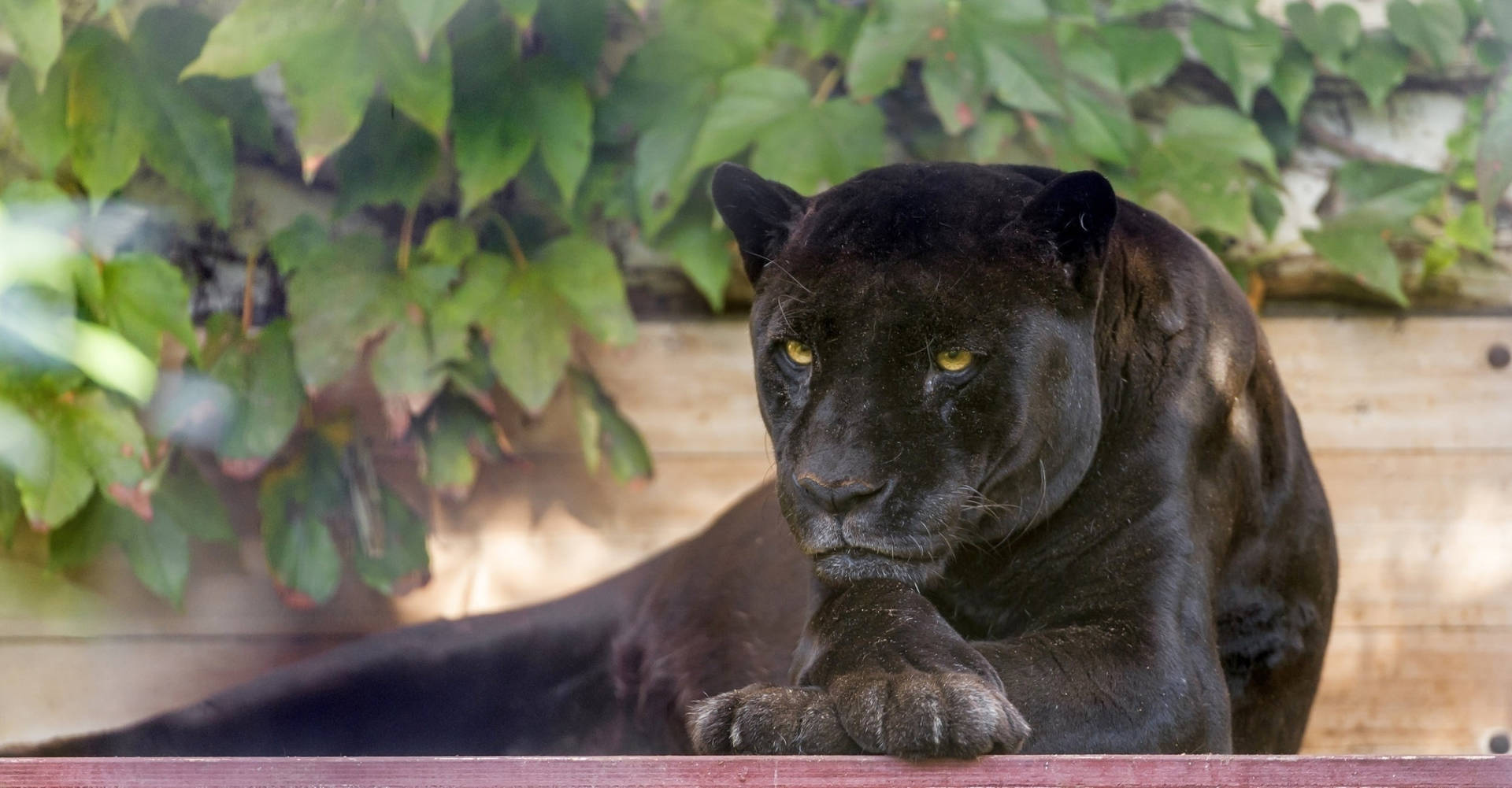 Black Panther Animal Sits Pretty