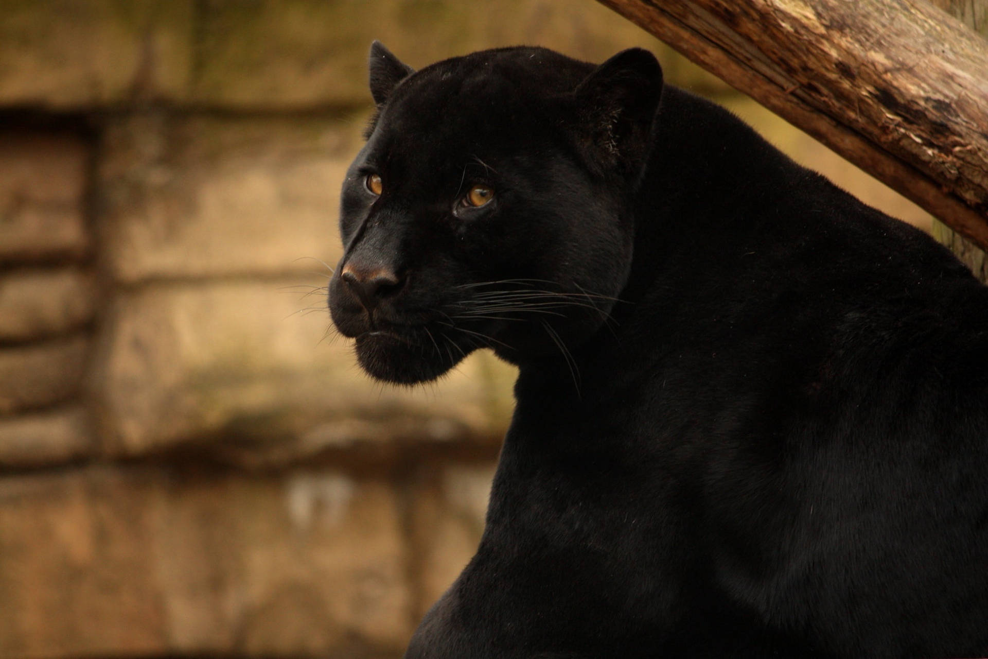 Black Panther Animal Sitting Background