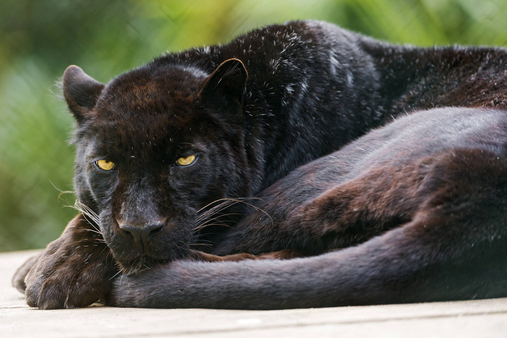 Black Panther Animal Sleepy Background