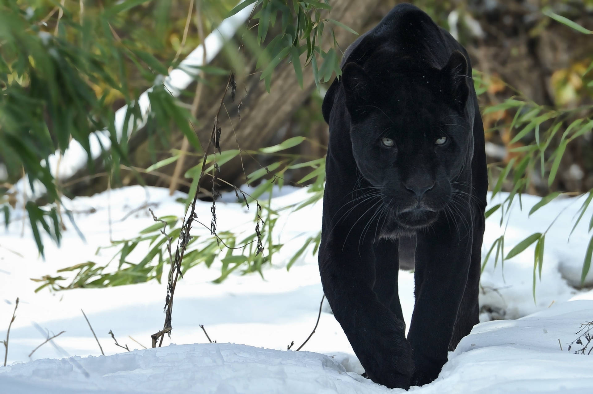 Black Panther Animal Snow Background