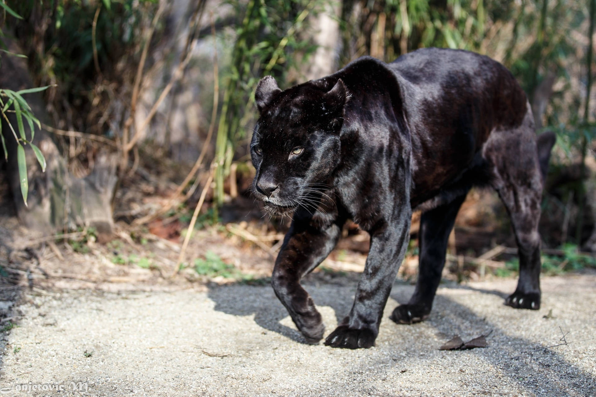 Black Panther Animal Walks Background