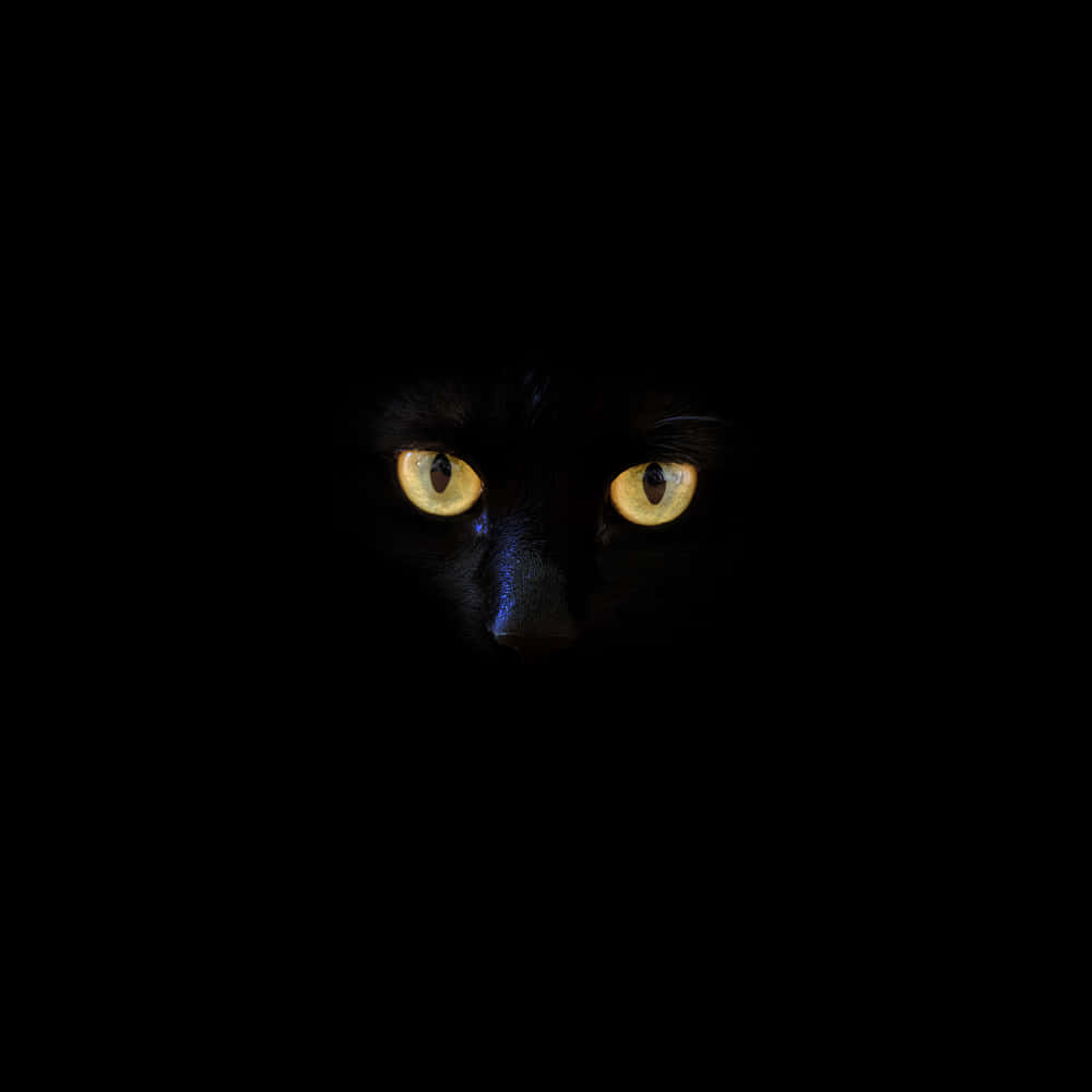Black Panther Cat Eyes