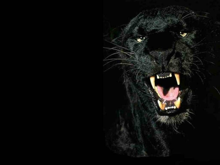 Black Panther Fierce Background