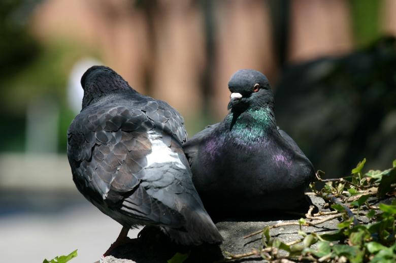 Black Pigeons Birds In Nature Background