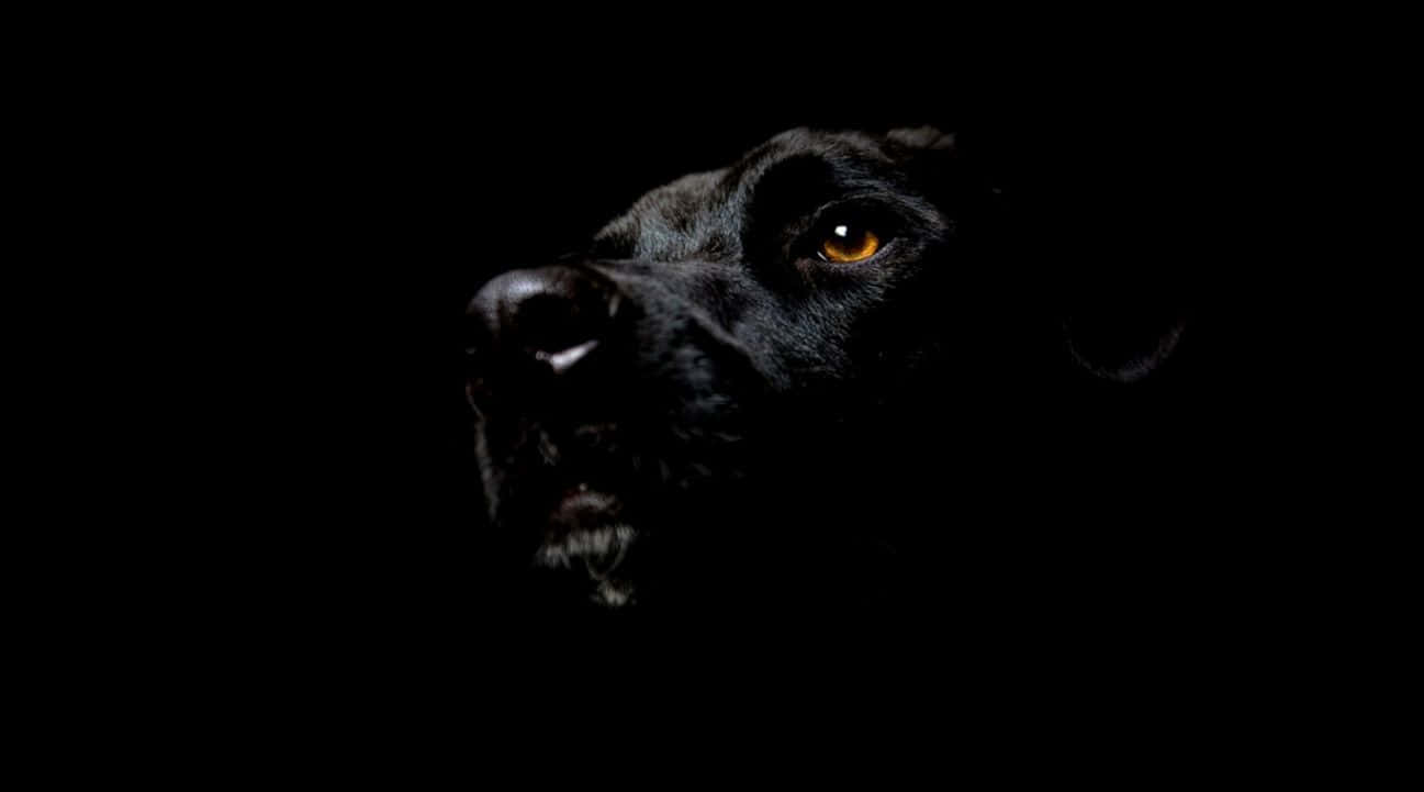 Black Pit Bull Looking Up Background