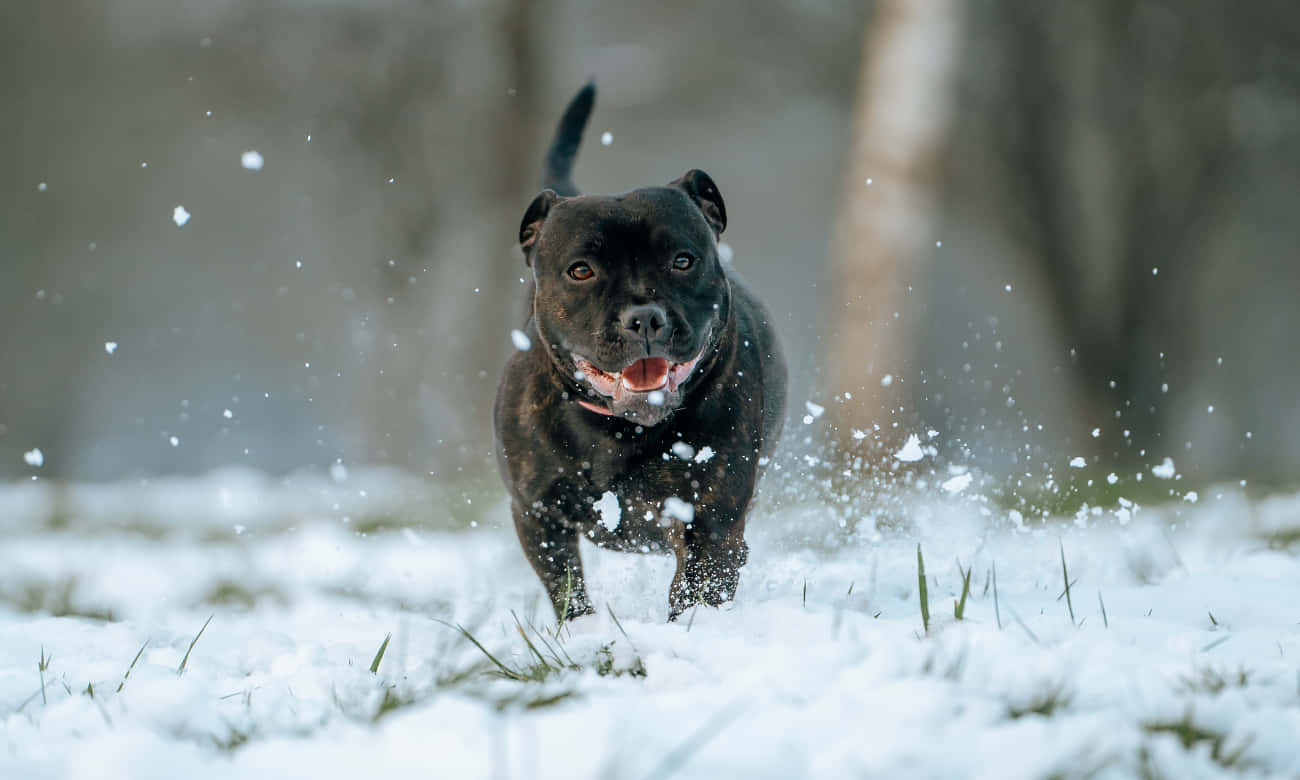 Black Pitbull Enjoying The Snow Background