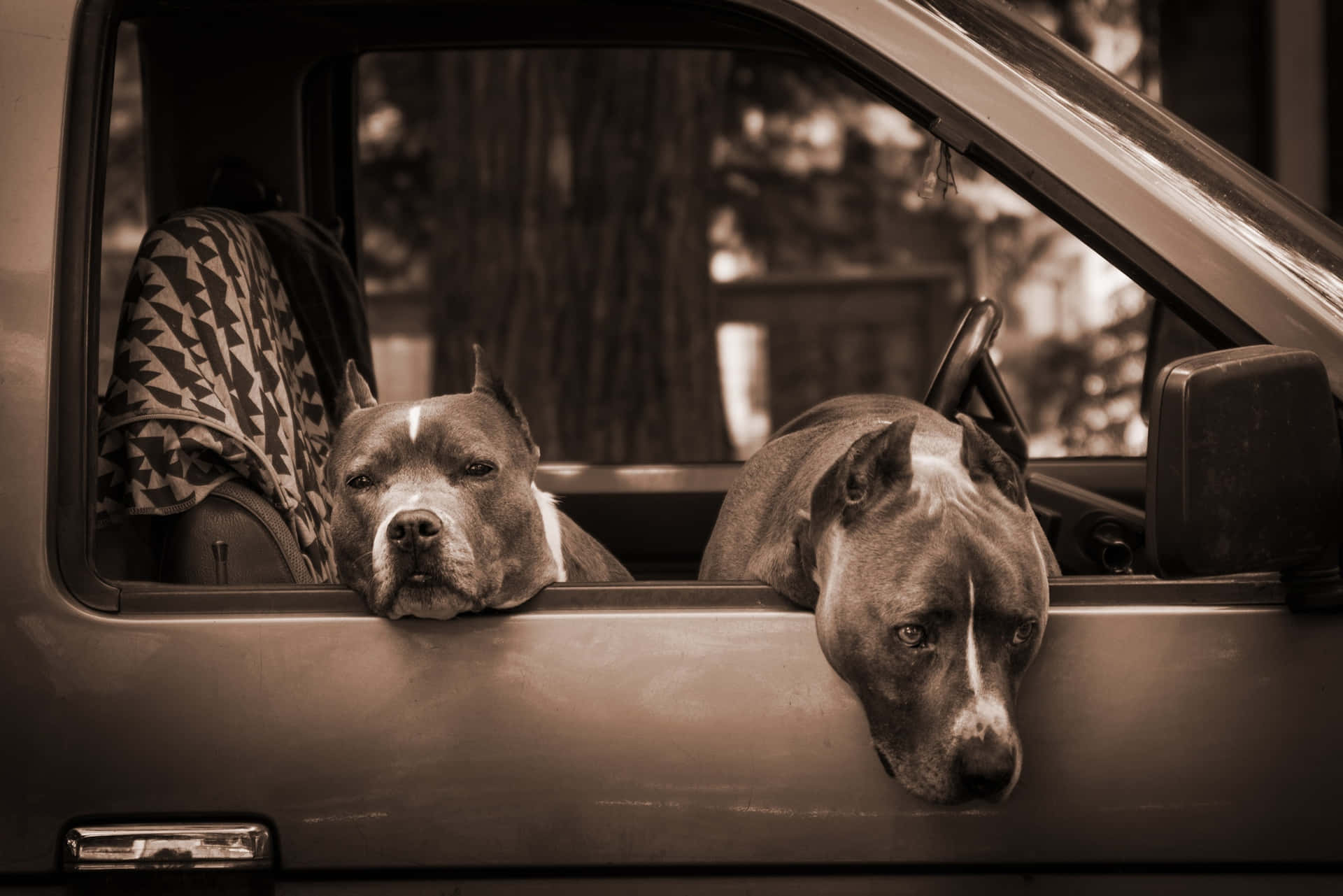 Black Pitbull In A Car Background