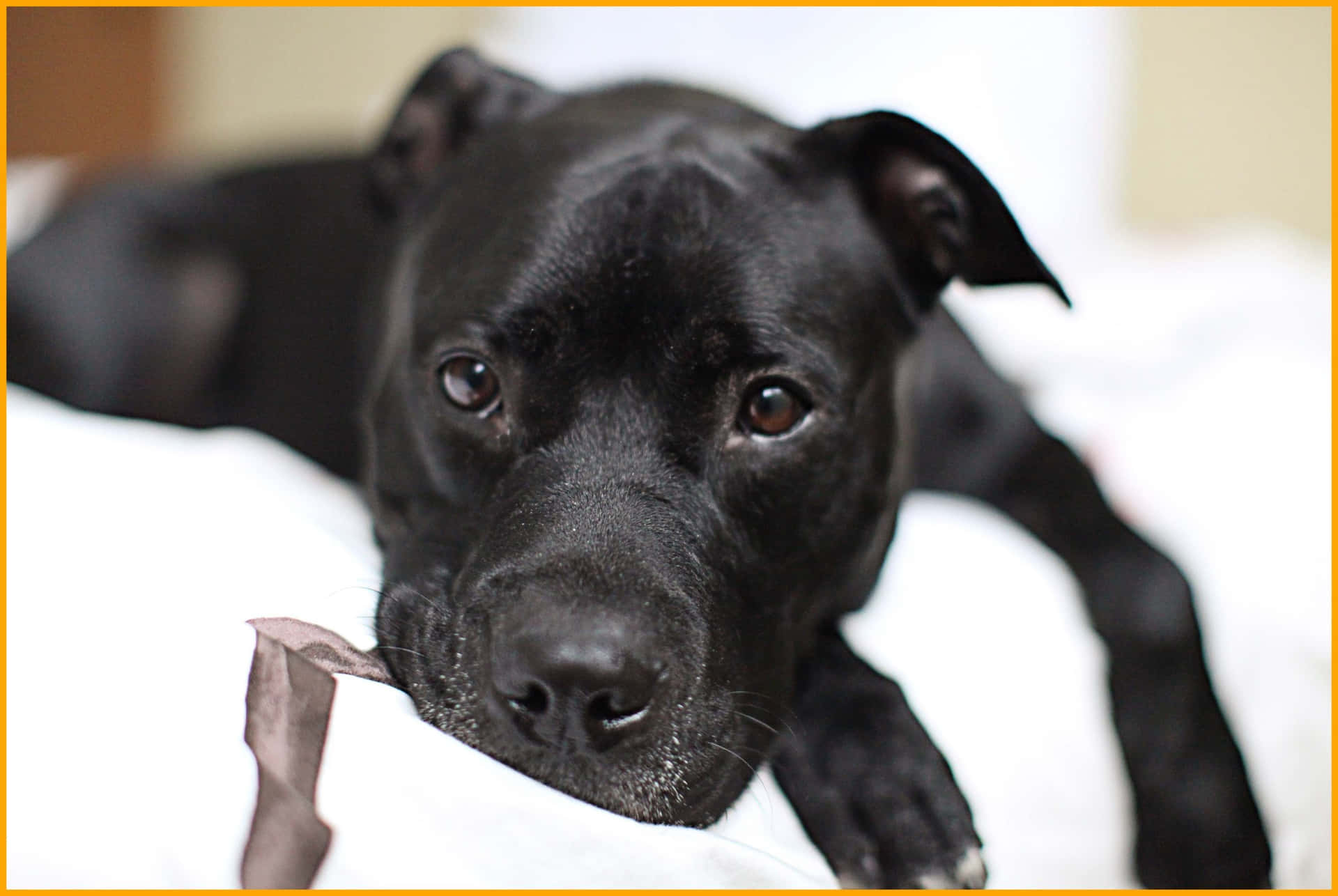 Black Pitbull In Bed Background