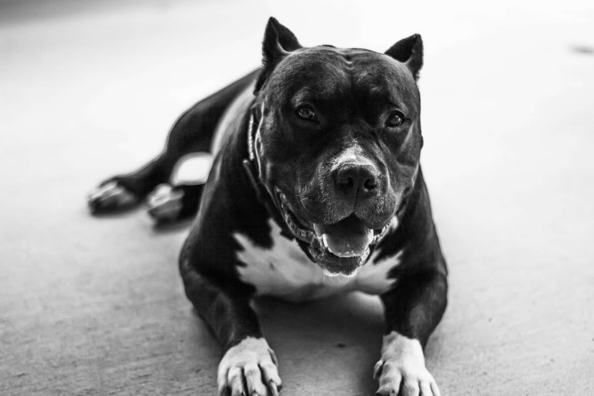 Black Pitbull Resting On The Floor Background