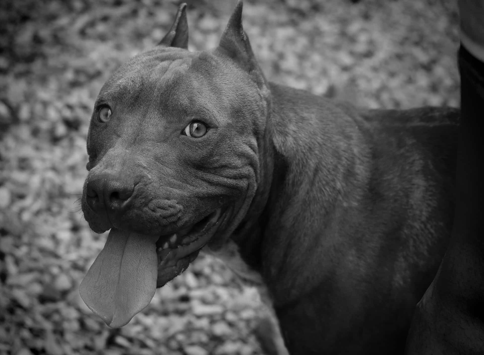 Black Pitbull Sticking Tongue Out Background