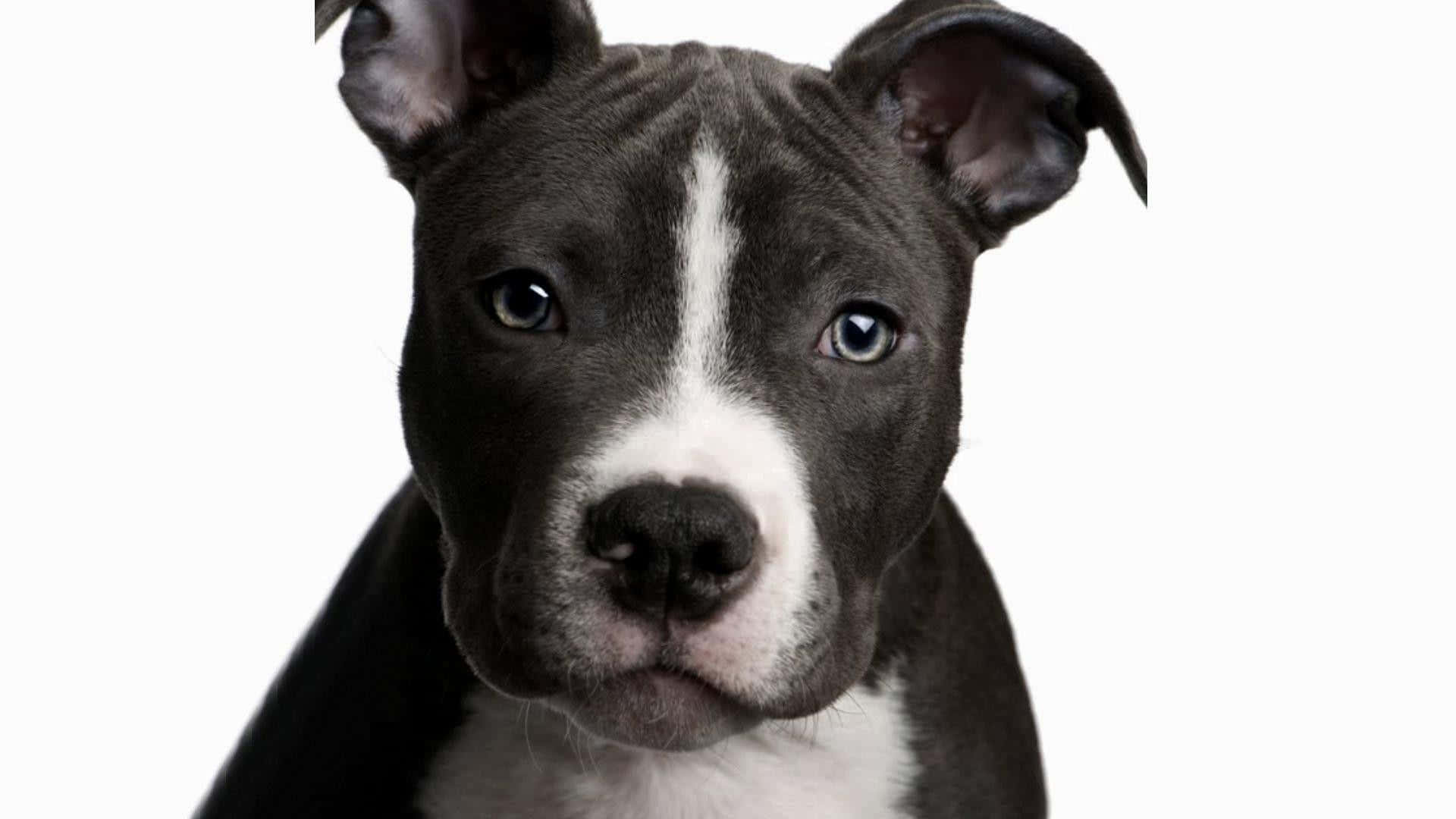 Black Pitbull With Charming Eyes Background