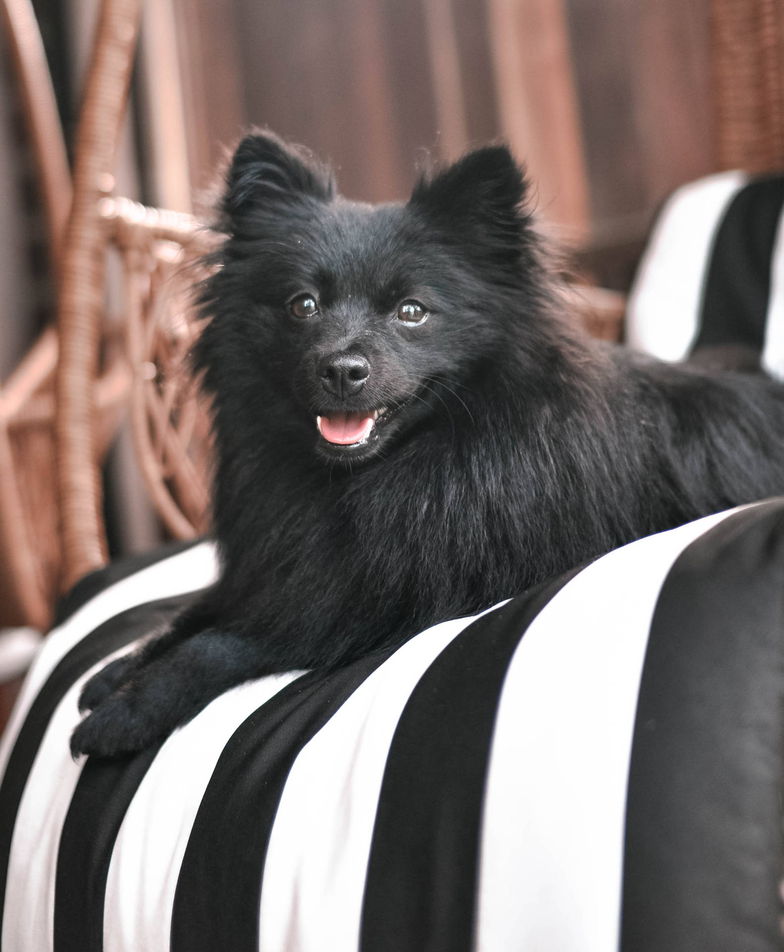 Black Pomeranian On Stripes