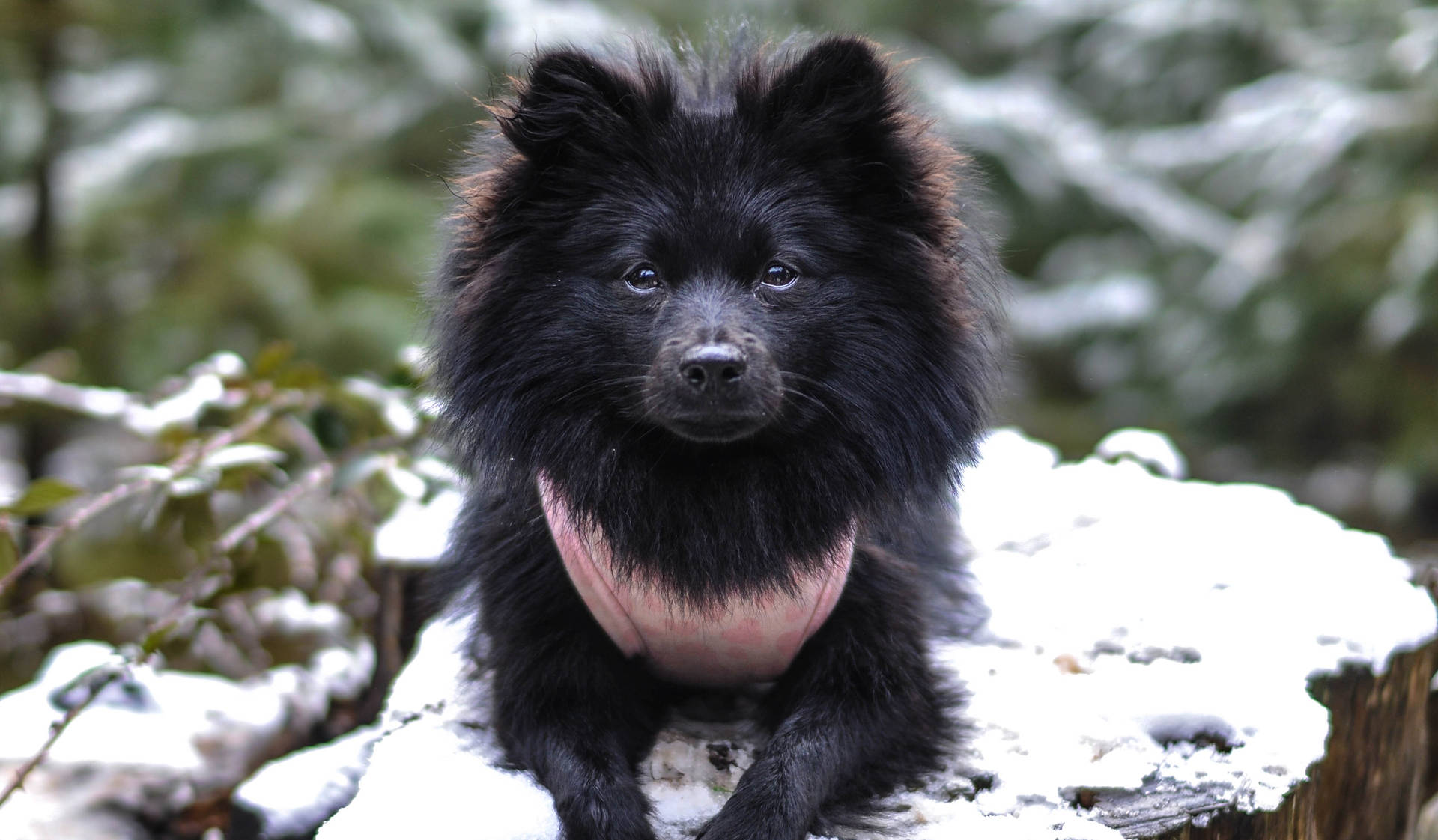 Black Pomeranian Spitz Background