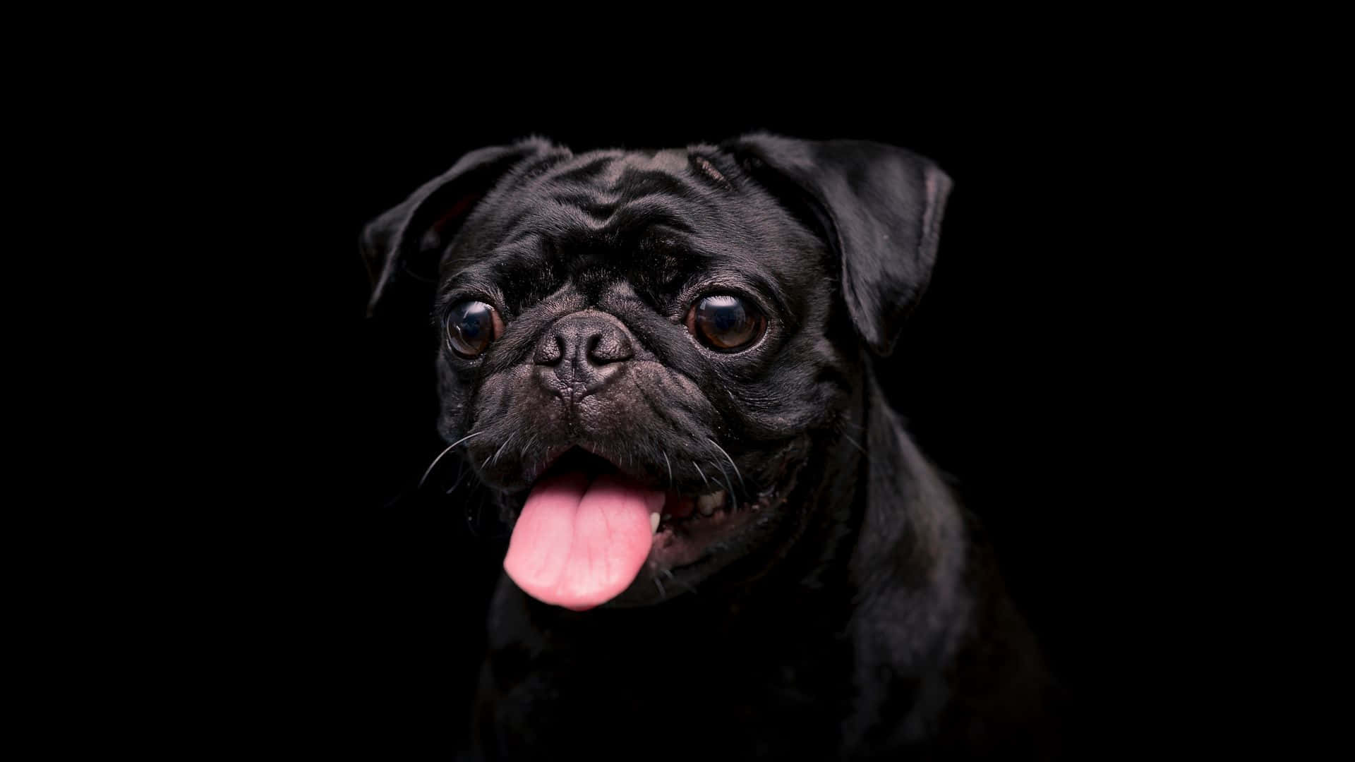 Black Pug Dog With Tongue Out Background