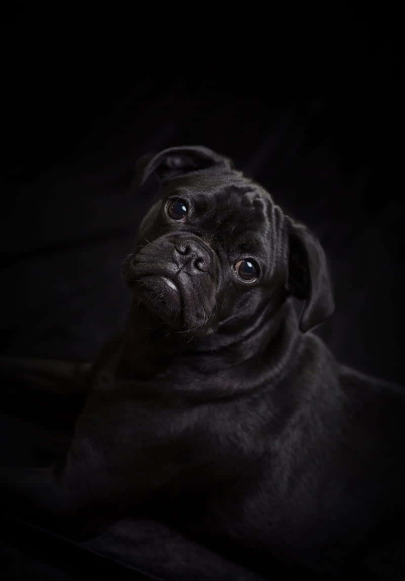 Black Pug Facing Left Background