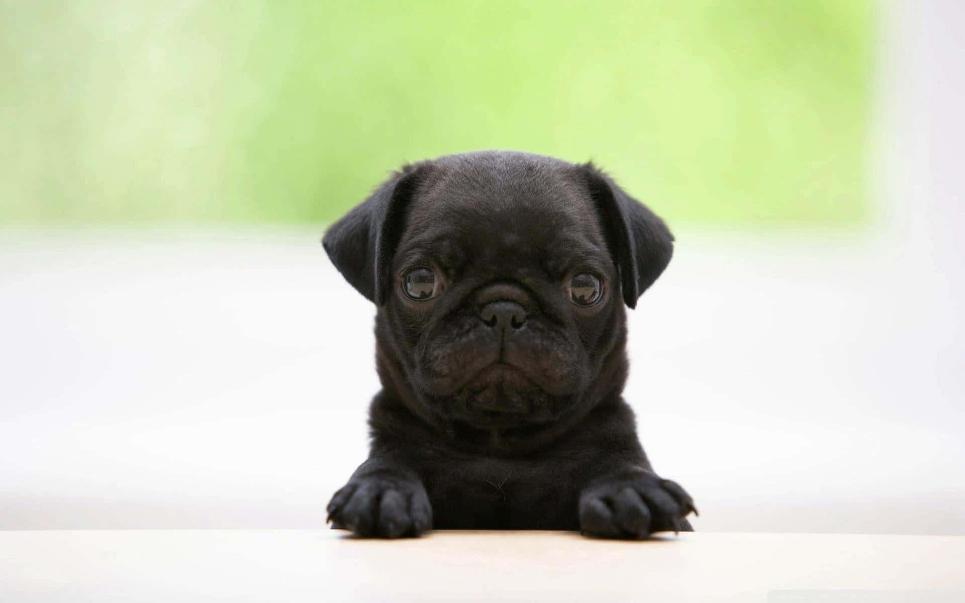 Black Pug Peeking Background