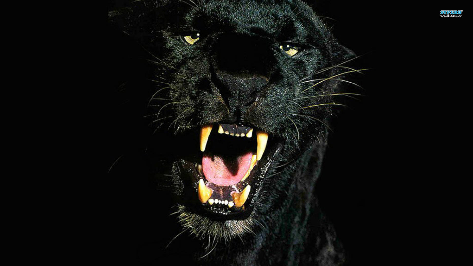 Black Puma Background