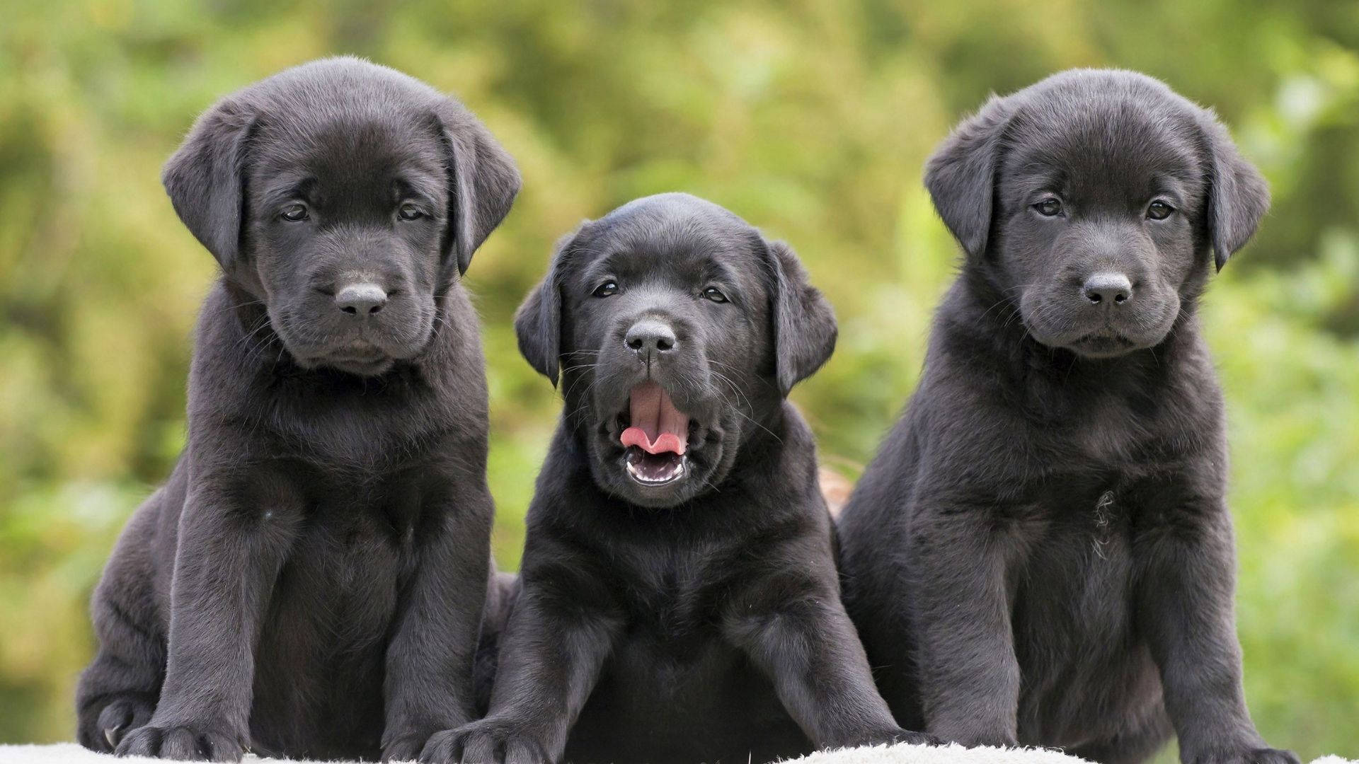 Black Puppies Background
