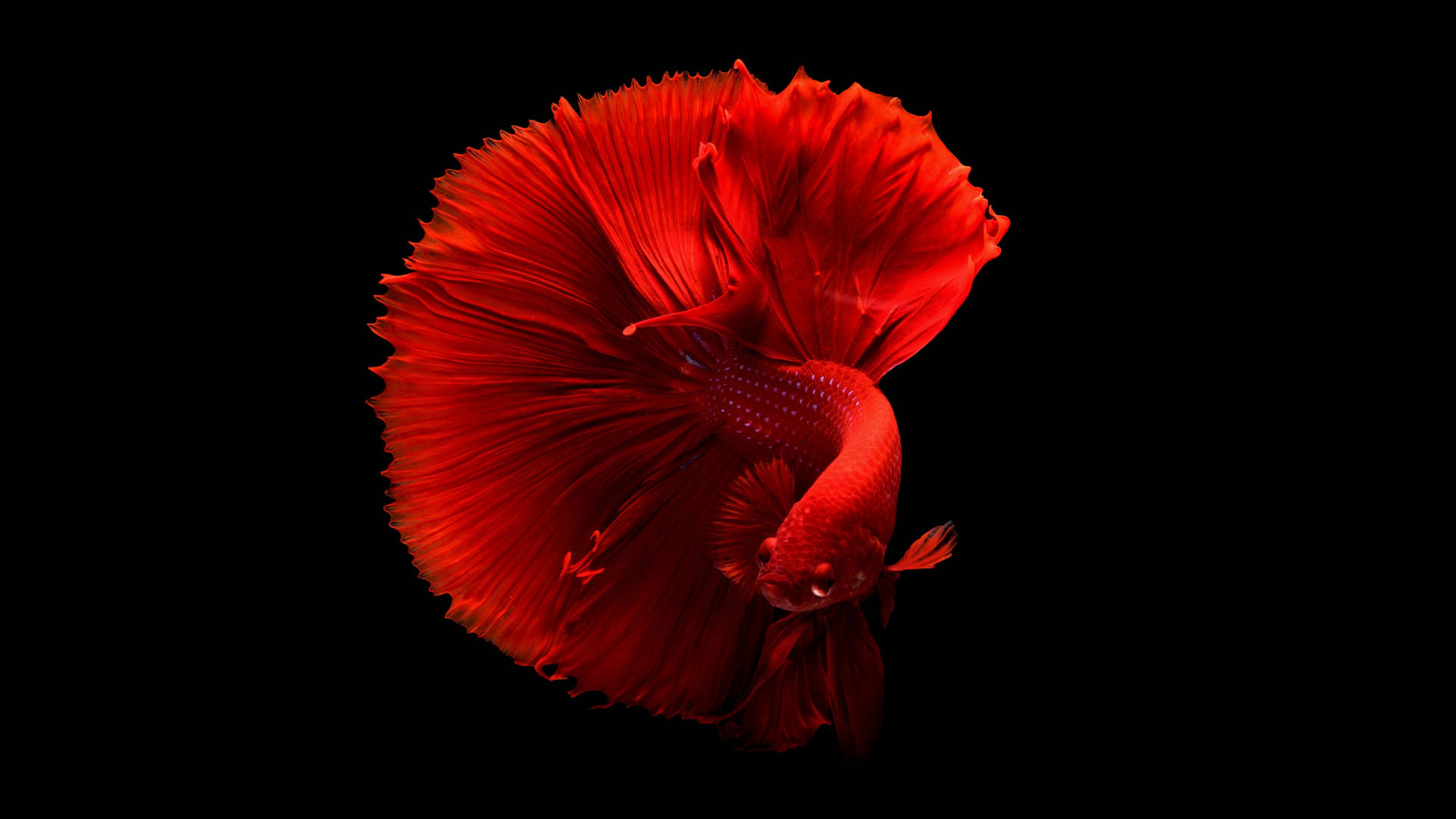 Black Red 4k Betta Fish Background