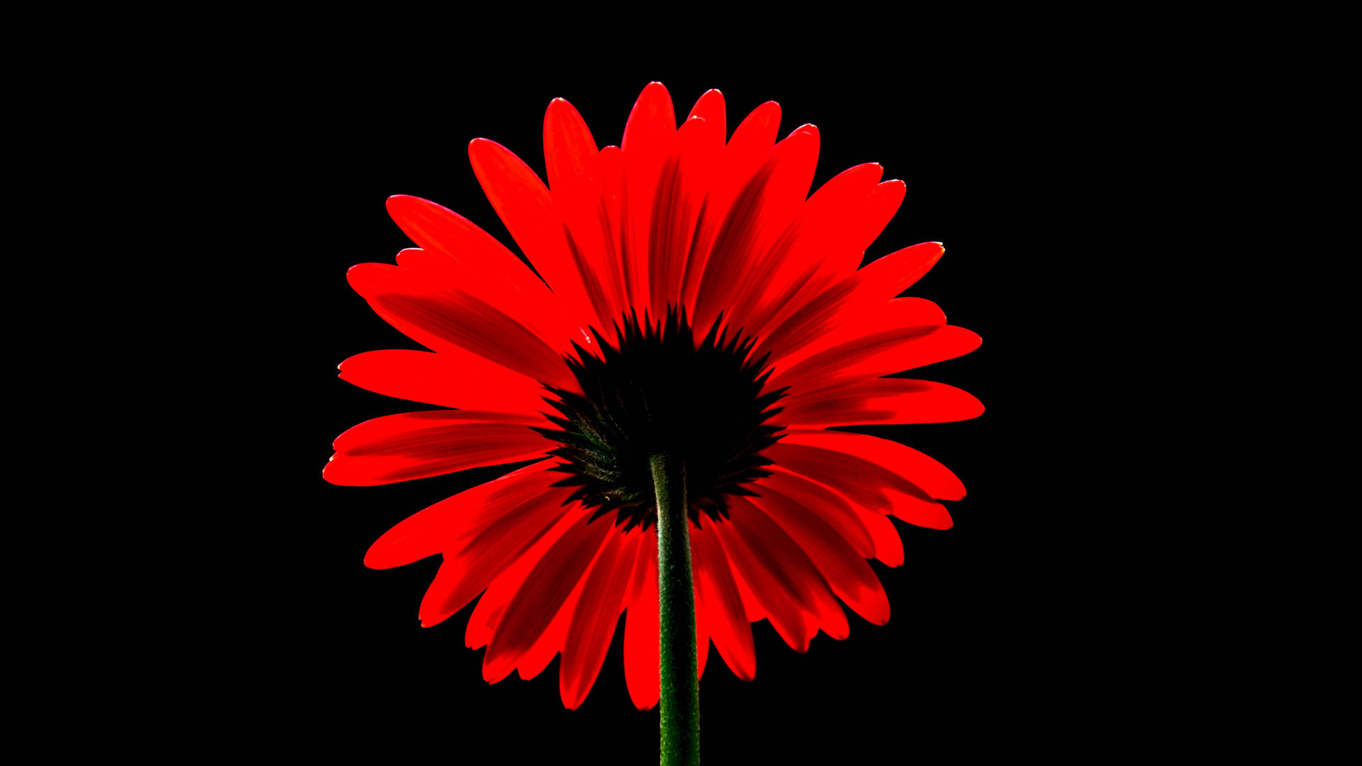 Black Red 4k Daisy Background